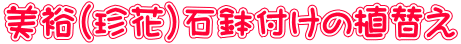 美裕（珍花）石鉢付けの植替え