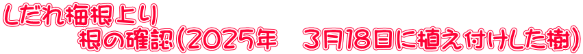 しだれ梅根上り 　　　根の確認（２０２５年　３月１８日に植え付けした樹）
