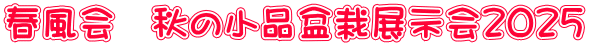春風会　秋の小品盆栽展示会２０２５