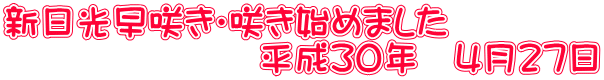 新日光早咲き・咲き始めました 　　　　　　　平成３０年　４月２７日