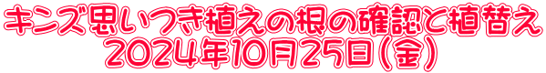 キンズ思いつき植えの根の確認と植替え 　　　２０２４年１０月２５日（金）