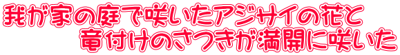 我が家の庭で咲いたアジサイの花と 　　　竜付けのさつきが満開に咲いた 