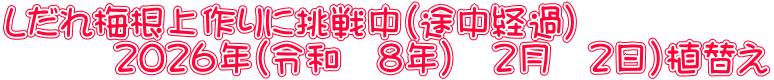 しだれ梅根上作りに挑戦中（途中経過） 　　　２０２６年（令和　８年）　２月　２日）植替え